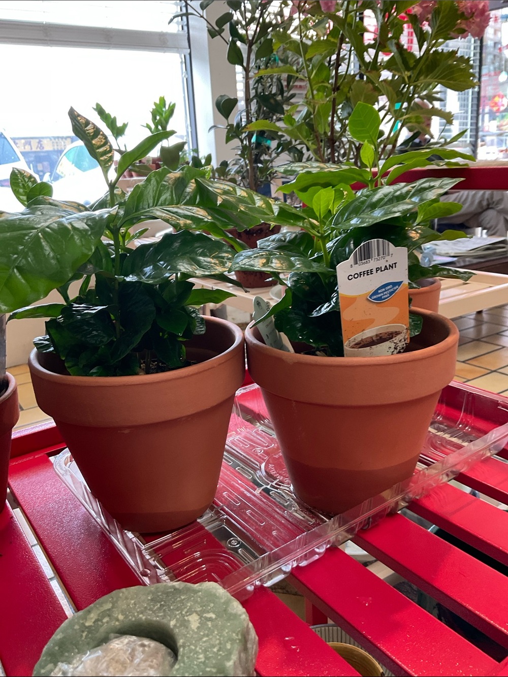 Coffee Plant in Terracotta Pot -